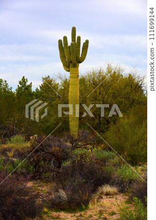 Old Saguaro Cactus Sonora desert Arizona Old Saguaro Cactus Sonora desert Arizona 111699144