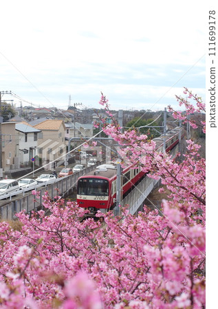 Kawazu Sakura和Keikyu 111699178