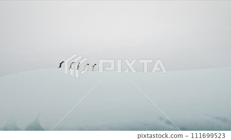 Funny Gentoo penguins walk on snow iceberg, ice floe in Antarctic ocean. Environment of Antarctica in ecology concept of change climate. Wilderness nature of glacier mountains on cold polar lands 111699523