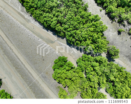 Green mangrove forest with morning sunlight. Mangrove ecosystem. Natural carbon sinks. Mangroves capture CO2 from the atmosphere. Blue carbon ecosystems. Mangroves absorb carbon dioxide emissions. 111699543