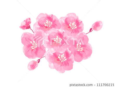 一點手繪日式櫻花向量插畫 111700215