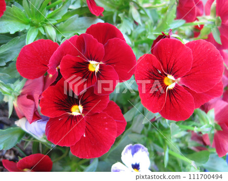 red and black viola flowers 111700494