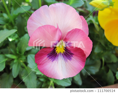 粉紅色和紫色的中提琴花 粉紅色和紫色的中提琴花 111700514