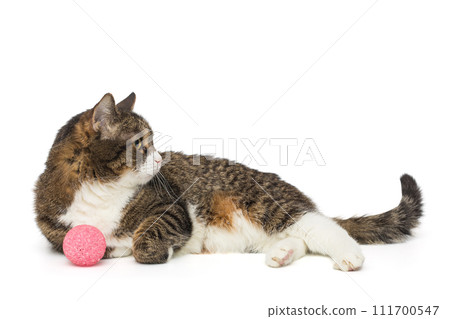 Grey, striped cat lies on its side with a pink ball Grey, striped cat lies on its side with a pink ball 111700547