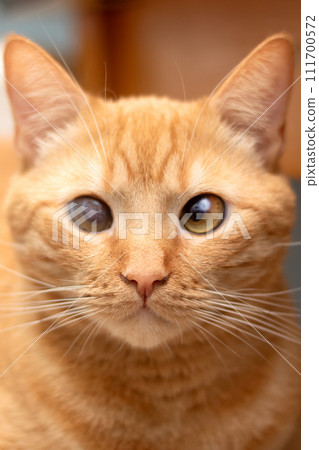 Ginger cat lying on a stool at home 111700572