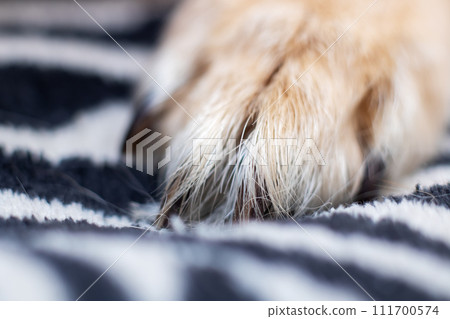 White Dog paw close up, macro photo 111700574