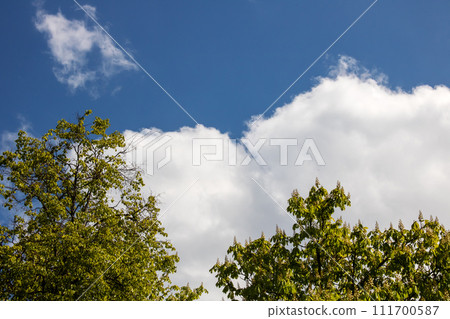 Green treetops on blue sky background closeup Green treetops on blue sky background closeup 111700587