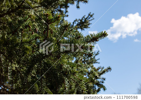 Bright sunlight and shadows of tree branches Bright sunlight and shadows of tree branches 111700598