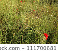 Meadow with spring herbs and flowers, at the Parco delle Cave in Milan, Italy. 111700681