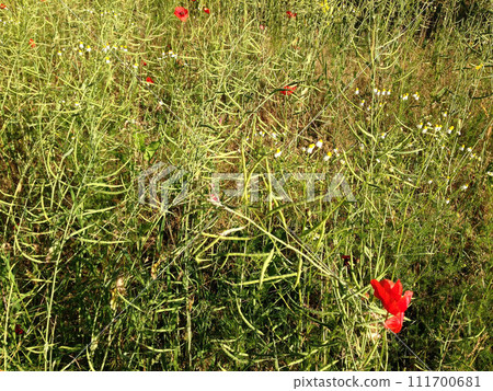 Meadow with spring herbs and flowers, at the Parco delle Cave in Milan, Italy. Meadow with spring herbs and flowers, at the Parco delle Cave in Milan, Italy. 111700681