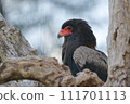 Dalma eagle sitting on a tree Dalma eagle sitting on a tree 111701113