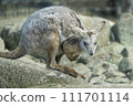 Wallaroo checking on the situation Wallaroo checking on the situation 111701114