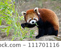 A red panda looking at you while eating bamboo A red panda looking at you while eating bamboo 111701116