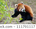 Lesser panda eating bamboo grass Lesser panda eating bamboo grass 111701117