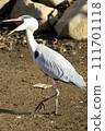 Gray heron that opens its mouth Gray heron that opens its mouth 111701118