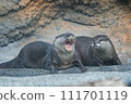 Yawning otter Yawning otter 111701119