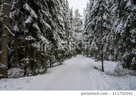 beautiful winter forest. beautiful snowy tree branches 111702042