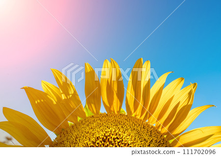 Half of a sunflower flower against a blue sky. The sun shines through the yellow petals. Agricultural cultivation of sunflower for cooking oil. Half of a sunflower flower against a blue sky. The sun shines through the yellow petals. Agricultural cultivation of sunflower for cooking oil. 111702096