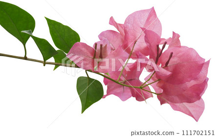 Blooming pink Bougainvillea flowers branch on white background. 111702151