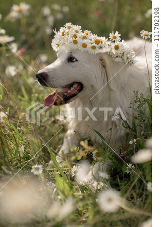 Daisies white dog Maremma Sheepdog in a wreath of daisies sits on a green lawn with wild flowers daisies, walks a pet. Cute photo with a dog in a wreath of daisies. 111702198