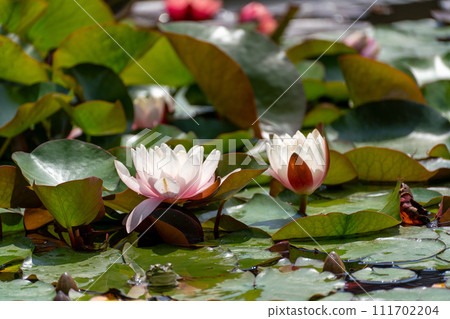 Pink lotus water lily flower in pond, waterlily with green leaves blooming Pink lotus water lily flower in pond, waterlily with green leaves blooming 111702204