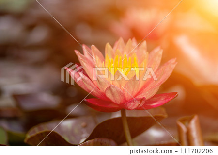 Pink lotus water lily flower in pond, waterlily with green leaves blooming Pink lotus water lily flower in pond, waterlily with green leaves blooming 111702206