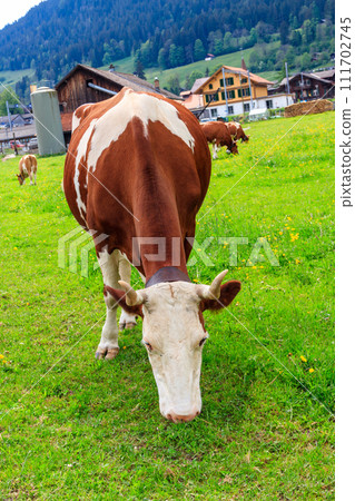Cow grazing on a green alpine meadow in the Swiss Alps, Switzerland Cow grazing on a green alpine meadow in the Swiss Alps, Switzerland 111702745