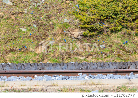 Close-up of the cogwheel railway tracks Close-up of the cogwheel railway tracks 111702777