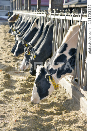 Dairy cows lined up in the cowshed and eat feed Dairy cows lined up in the cowshed and eat feed 111703122