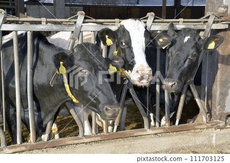 Dairy cows lined up in the cowshed and eat feed 111703125