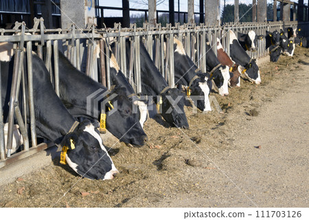 乳牛在牛棚排隊吃飼料 111703126