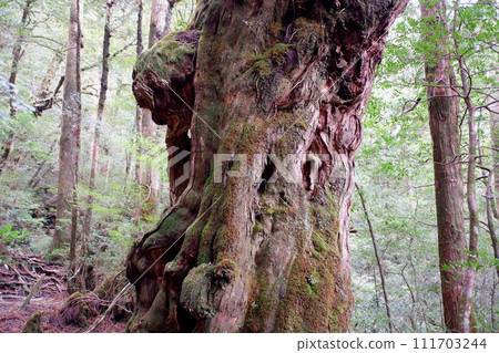 Yakushima Yakusugi Land Buddha Cedar 111703244
