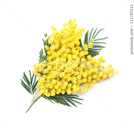Mimosa flower on white backgrounds Mimosa flower on white backgrounds 111703311