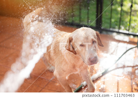 Running from hose water labrador dog Running from hose water labrador dog 111703463