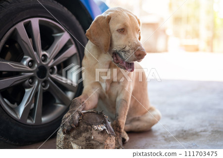 Playful labrador dog sit with ball Playful labrador dog sit with ball 111703475