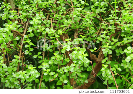 Portulacaria afra. Succulent plant portulacaria afra. Green natural texture 111703601