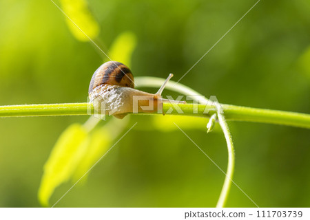 Beautiful lovely snail in grass with morning dew. 111703739