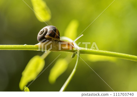 Beautiful lovely snail in grass with morning dew. Beautiful lovely snail in grass with morning dew. 111703740