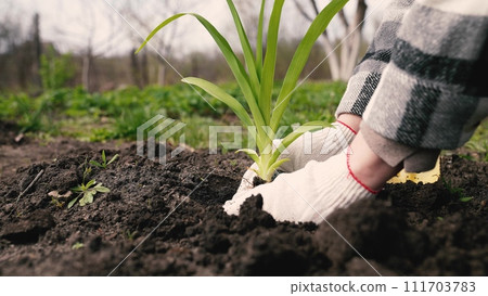 farmer digs ground with shovel, shovel, hands planting green sprout ground, agriculture, care environment, eco cultural farm, farmer plantation, eco-agriculture life concept, business ecology, improve farmer digs ground with shovel, shovel, hands planting green sprout ground, agriculture, care environment, eco cultural farm, farmer plantation, eco-agriculture life concept, business ecology, improve 111703783