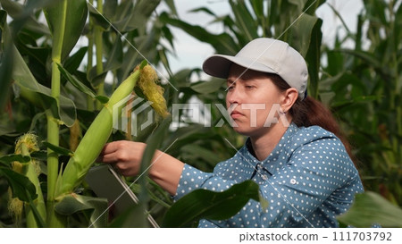 agriculture, farmer with digital tablet working corn field, hands touching tablet while working field, business farm, industry businessman digitalization agribusiness farming quality checking agriculture, farmer with digital tablet working corn field, hands touching tablet while working field, business farm, industry businessman digitalization agribusiness farming quality checking 111703792