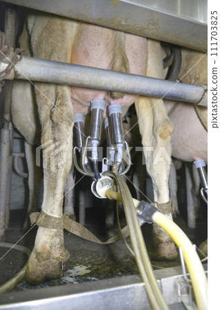 Dairy cows being milked in the cowshed Dairy cows being milked in the cowshed 111703825