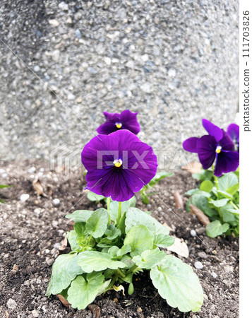 Close-up of pansy Close-up of pansy 111703826