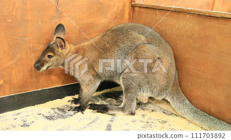 kangaroo standing in the zoo. Australian animal living in zoo. marsupial animal 111703892