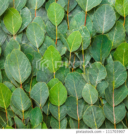 Texture Of Green Eucalyptus Leaves 111703907