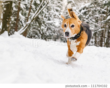 Beagle Dog Running in winter snowy forest 111704102