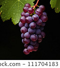 AI-generated content. Ripe Grapes Hanging on Vine, a Bountiful Harvest of Juicy Nature's Bounty in a Serene Vineyard 111704183