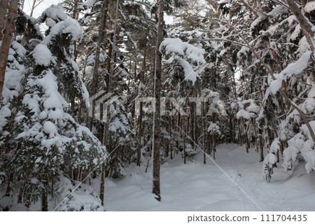 Snowy scenery on the Shibunoyu route (Happodai branch - Karasawa Kosen branch) of Mt. Higashitengu in midwinter in Chino City, Nagano Prefecture 111704435