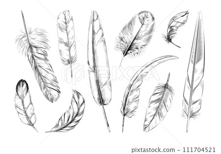 Bird feathers. Black white quill logo, pattern of goose or swan, peacock or angel plume, soft fluffy plumage. Hand drawn isolated decorative elements. Softness symbol. Vector graphic icons 111704521