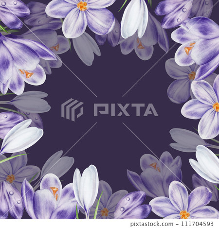 Watercolor frame with white and purple blooming crocus flower isolated on background. Spring and easter botanical hand painted template saffron illustration. For designers, wedding, decoration, 111704593