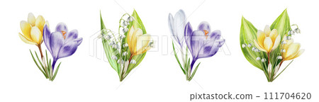 Watercolor set of bouquets of yellow, white and purple blooming crocuses and lily of the valley flowers isolated on white background. Spring festival and easter botanical hand painted saffron Watercolor set of bouquets of yellow, white and purple blooming crocuses and lily of the valley flowers isolated on white background. Spring festival and easter botanical hand painted saffron 111704620